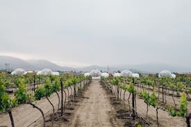 Valle de Guadalupe House | Bubble Suite 4 Campera Hotel Burbuja