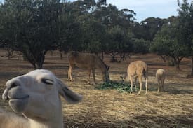 Onkaparinga Hills Other | Alma Park is quiet, private and close to amenities