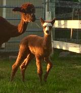 South Woodstock Other | Barn suite at Southwood Alpacas