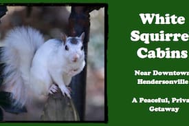 Hendersonville Cabin | Yellow Bird Cabin at White Squirrel Cabins. PETS!