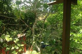 Canton Nandayure Other | Rio tranquilo canopy cabin