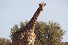 Karas Other | Wildheim Wes Game Ranch