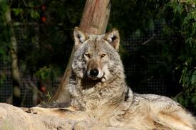 Witelsbos House | Tsitsikamma Wolf Sanctuary Rustic wooden cabin