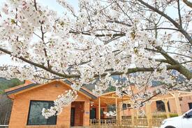 Gochang Cabin | 고창풀빌라펜션 소리재 (독채40평)단독풀장(무료)/노래방/족구장/트렉터 갯벌조개체험