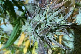 Baldwin House | Wake and Bake Cabin / Cannabis Friendly