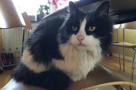 Spanga - Tensta House | Whole house, 14 min. to Stockholm, cat included!