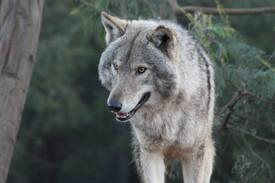 Witelsbos House | Tsitsikamma Wolf Sanctuary Rustic wooden cabin