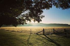 Budgee Budgee Other | Myrtle Brae Farm