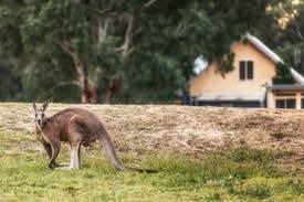 Lovedale Cabin | Kookaburra 2 night minimum stay