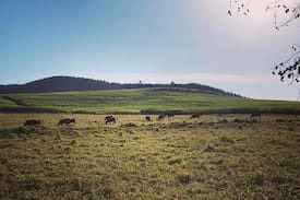Mid Illovo House | The Pastures Entire Guest House