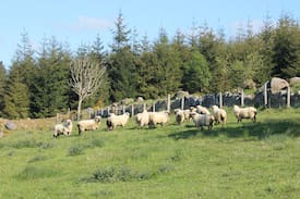 Glendalough Other | Glendalough Glamping