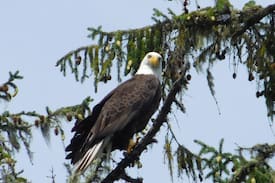 Quilcene House | Lake Leland Getaway
