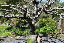 Kawakawa Cabin | Flaxmere Farm - Character Cottage 1880
