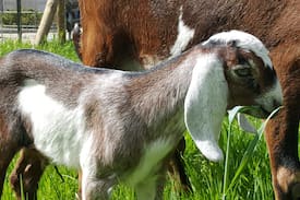 Pell City Cabin | The Goat Farm Cottage at South of Sanity Farms