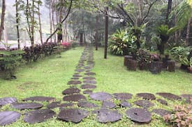 Infanta Other | Gina's Garden and Farm.