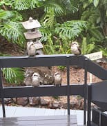 Buderim House | The Treehouse on Buderim..Dog Friendly.