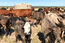 Shire Of Dandaragan Other | Nambung Station Stay - On Site Van 3