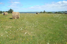 Brackley Beach Cabin | COLUMBINE cottage: tranquility and a water view