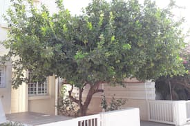 Protaras House | Fig Tree Bay Villa no 5
