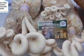 Don Kaeo Other | Homestay at Chiangmai Organic Mushroom Farm.