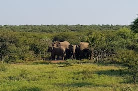 Hammanskraal Other | Pride of Africa The Skoen