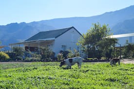 Villiersdorp Other | De Rust Willow Cottage - Villiersdorp, Theewaters