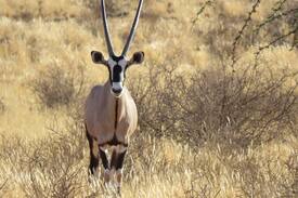 Karas Other | Wildheim Wes Game Ranch