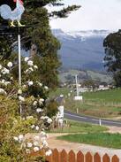 Mole Creek Other | Alphington