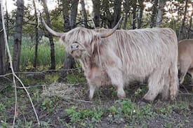 Bone Lake Cabin | Limitless Ranch, horses and highlands