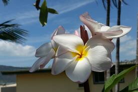 Airlie Beach Apartment | Airlie Dundee