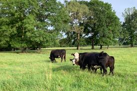 Grapevine Other | Hurricane Creek Ranch - Over 400 Acres