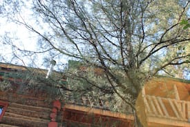 Sphinx Park Cabin | The Hummingbird Hideaway