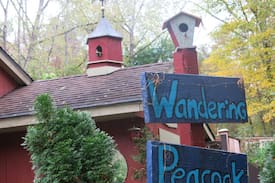 Kent Other | (°) The Wandering Peacock (°)
