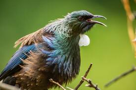Closeburn House | Tui House and Songbird Cottage; a special home