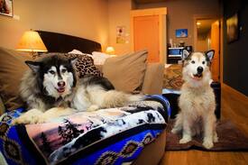 Twisp Bed & Breakfast | Paws Awhile For Pets and Their People