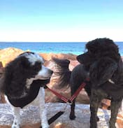Castletown House | Esperance Escape Pet friendly house