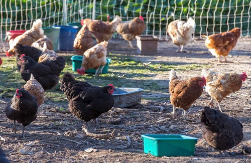 Metcalfe House | Unwind in a cosy bungalow in the midst of our organic permaculture mini-farm.