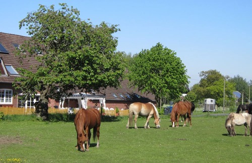 Holtgast Apartment | Wohnung 4 auf dem Ferienhof Eilts -viele Ponys und Sonstige Tiere in Nordseenähe