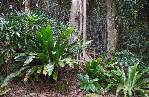 Flying Fish Point House | The Point. A rainforest and ocean view retreat