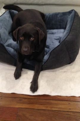 Grafton House | A room for you and your pet!