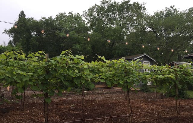 Denton House | Hidden Vineyard Oasis near Downtown