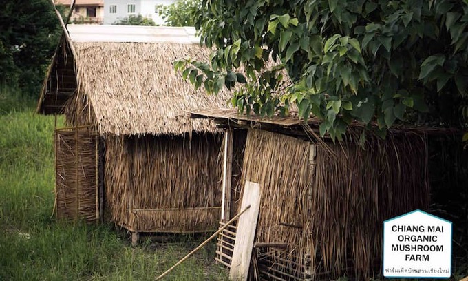 Don Kaeo Other | Homestay at Chiangmai Organic Mushroom Farm.