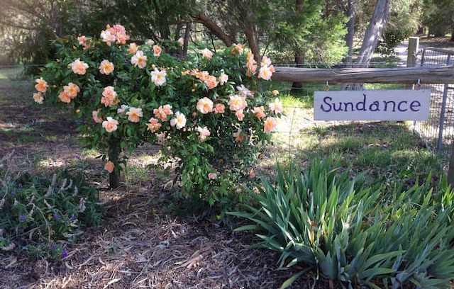 Leawood Gardens Bed & Breakfast | "Sundance" Adelaide Hills B&B