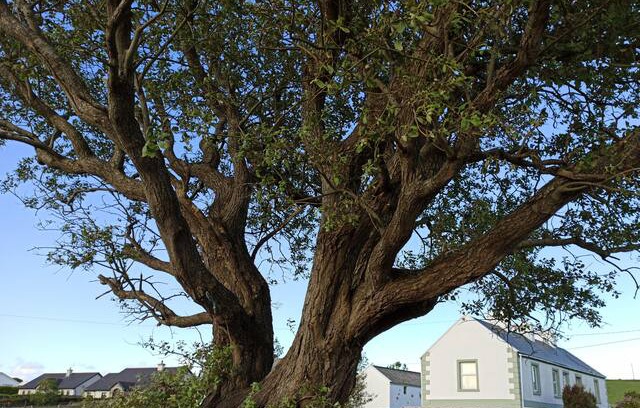 Carbed Cabin | Mary Janes Cottage on the Wild Atlantic Way