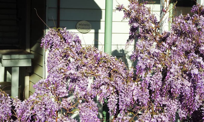 Heathcote House | Wisteria Cottage ~ Step Back in Time ..