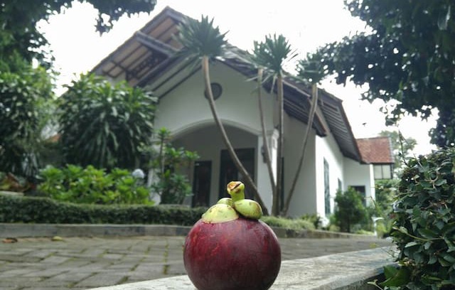Trawas Villa | Villa Trawas (Villa Manggis)