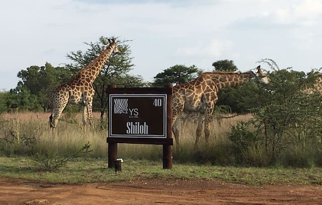 Hammanskraal Cabin | YS-Shiloh: Dinokeng big 5 Game Reserve