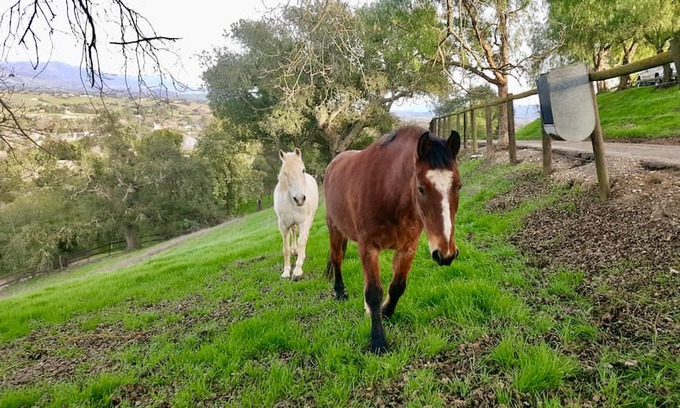 Solvang Other | Ballard Hill Ranch Los Olivos wine country horses