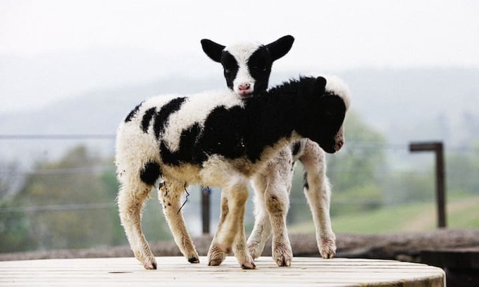 Coniston Other | Swallows & Amazons Farm - B&B