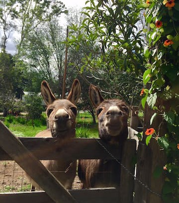 Fallbrook House | Winterwarm Cottage, a minifarm stay